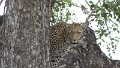 Leopard auf Baum stehend